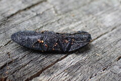 Lacon punctatus