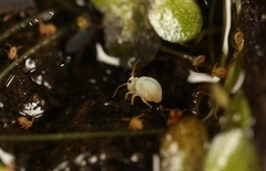 Sminthurides aquaticus