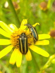 Astylus vittaticollis