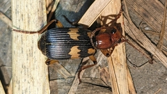 Pheropsophus hispanicus