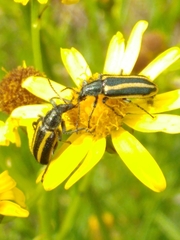 Astylus vittaticollis