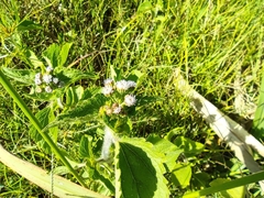 Ageratum conyzoides