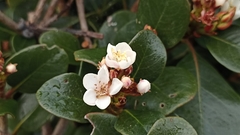 Rhaphiolepis umbellata