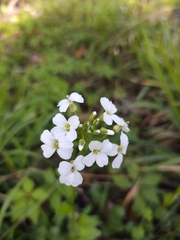 Cardamine bulbosa