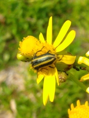 Astylus vittaticollis