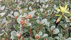 Rhaphiolepis umbellata