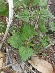 Urtica sykesii