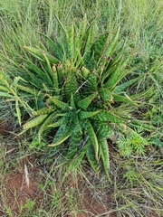 Aloe greatheadii davyana