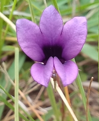 Monopsis debilis