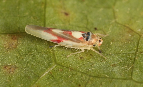 Zygina lunaris