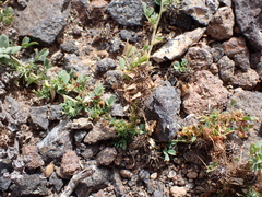 Medicago laciniata