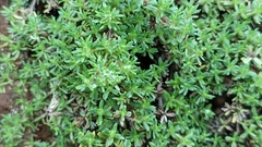 Thymus caespititius
