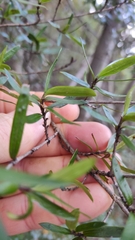 Coprosma linariifolia