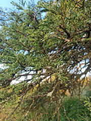 Vachellia robusta