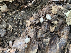 Dysdera crocata