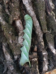 Manduca rustica