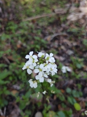 Cardamine bulbosa