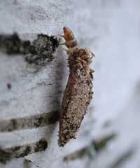 Dahlica triquetrella