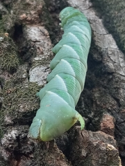 Manduca rustica