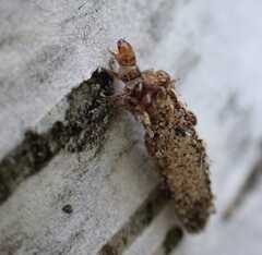 Dahlica triquetrella