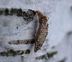 Dahlica triquetrella