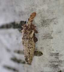 Dahlica triquetrella