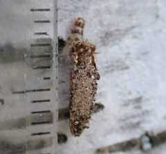 Dahlica triquetrella