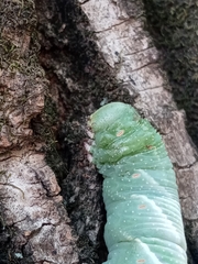Manduca rustica