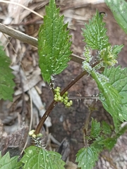 Urtica sykesii