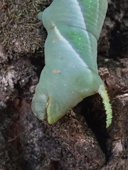 Manduca rustica
