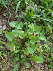 Viola missouriensis