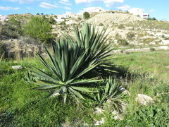 Agave fourcroydes
