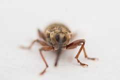 Dorytomus longimanus