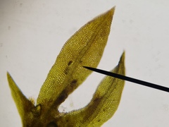 Fissidens exilis
