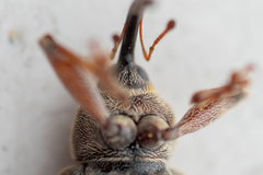 Dorytomus longimanus