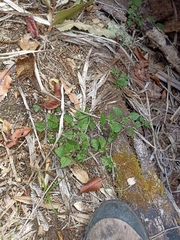 Urtica sykesii