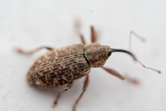 Dorytomus longimanus