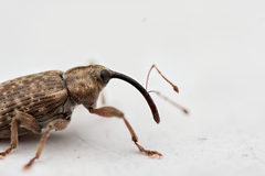 Dorytomus longimanus