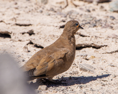 Metriopelia melanoptera