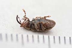 Dorytomus longimanus