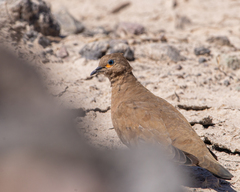 Metriopelia melanoptera