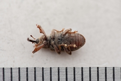 Dorytomus longimanus