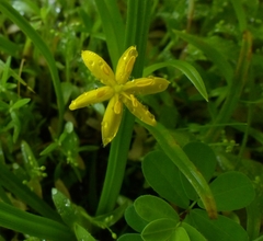 Hypoxis aurea