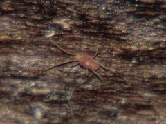Callidosomatinae