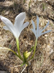 Crinum flaccidum