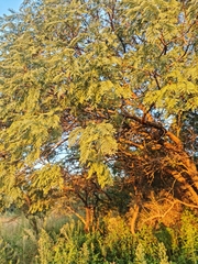 Senegalia hereroensis