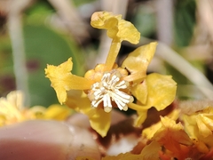 Byrsonima crassifolia