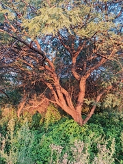 Senegalia hereroensis