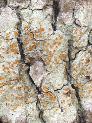 Brigantiaea leucoxantha