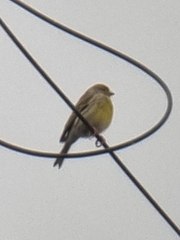 Serinus canaria canaria